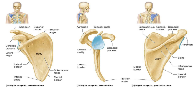 <p>Triangular scapula sits on posterosuperior rib cage between second and seventh ribs; body is largest section; has three borders: medial, lateral, and superior</p><ul><li><p>Coracoid process – hook-shaped projection on anterior surface</p></li><li><p>Subscapular fossa – inferior to coracoid process; provides attachment site for subscapularis muscle</p></li><li><p>Glenoid cavity – shallow indentation on lateral surface; articulates with humerus in shoulder joint</p></li><li><p>Spine – posterior ridge of bone; crosses from medial to lateral along superior scapula; terminates as acromion at acromioclavicular joint (AC)</p></li><li><p>Supraspinous fossa – superior to spine; infraspinous fossa is inferior</p></li></ul><p></p>