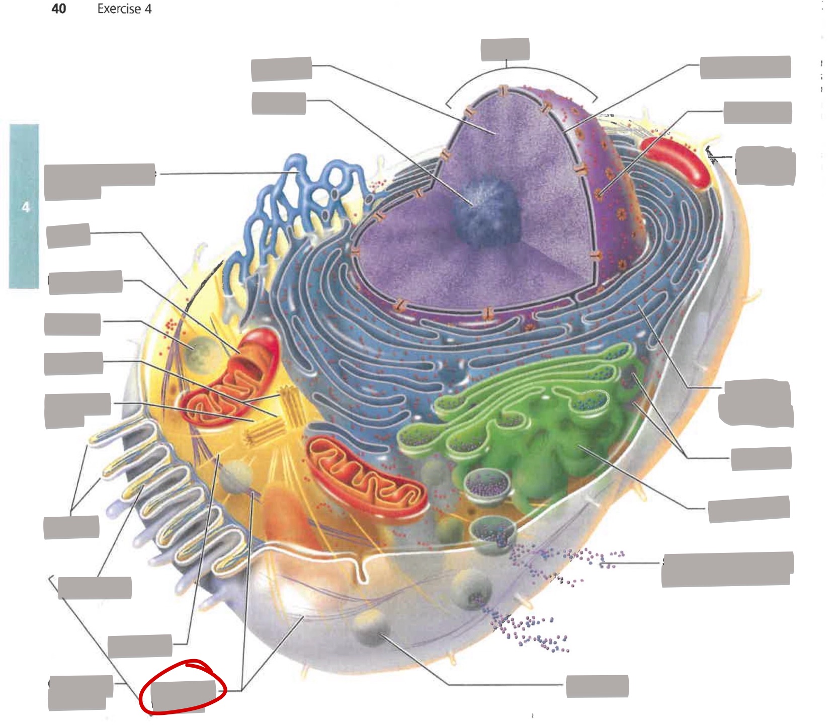 term image