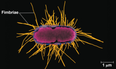 <p>attachment structures on the surface of some prokaryotes</p>