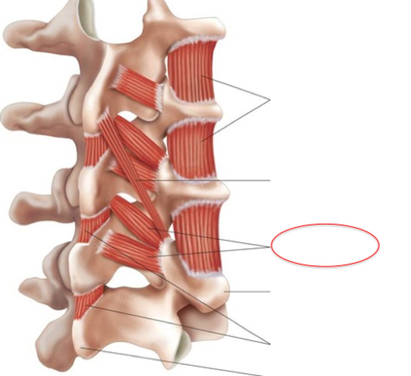 <p>o: TP lower vertebrae</p><p>i: SP of 1 or 2 vertebrae above</p>