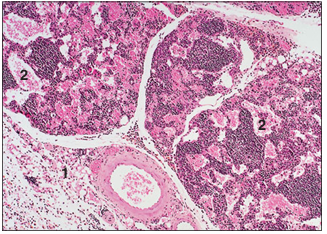 <p>name of histologic slide:</p><p>Specie:</p><p>Parts</p><p>1.__ 2.__</p><p>Stain used:</p>