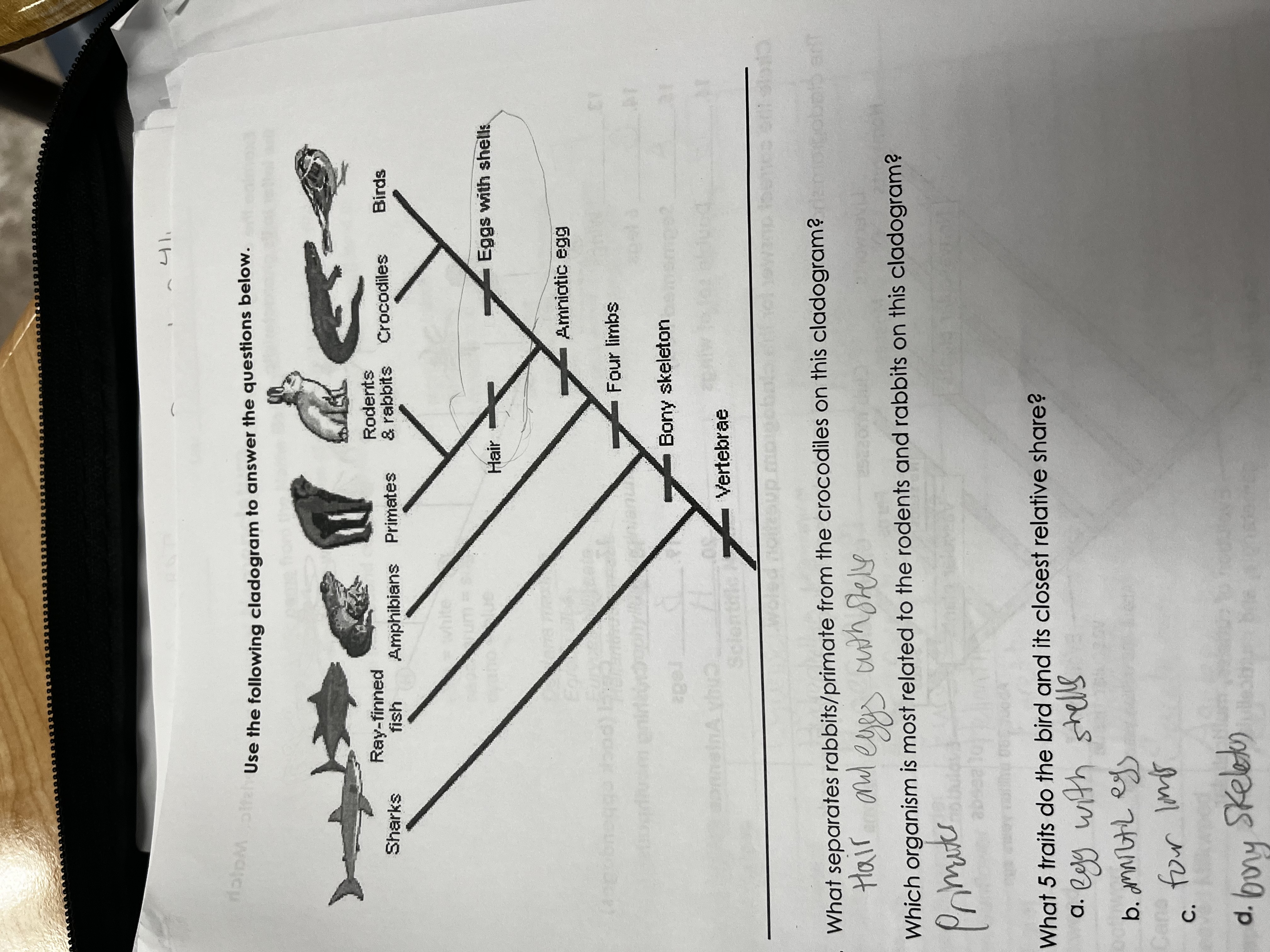 <p>branching diagram that illustrates the evolutionary relationships among organisms based on shared characteristics</p>
