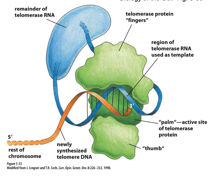 <p>Ends of linear chromosomes solution: Telomerase &amp; telomere replication (G rich ends…)</p>