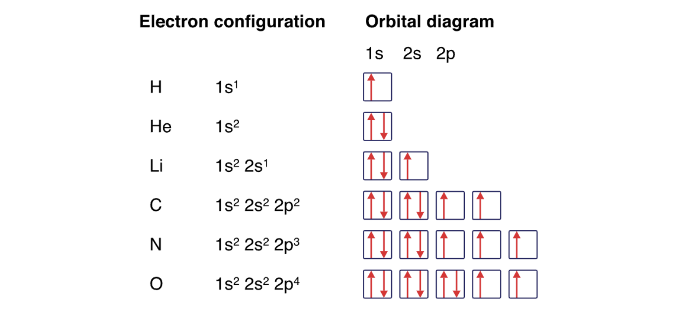 <ul><li><p>every orbital in a sublevel is singly occupied before any orbital is doubly occupied</p></li><li><p>all of the electrons in singly occupied orbitals have the same spin</p></li></ul><p></p>