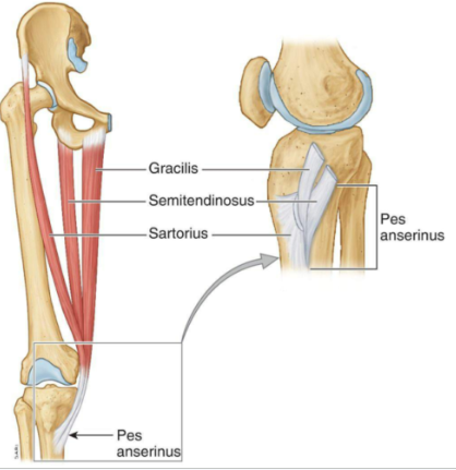 <p>medial - <span style="background-color: transparent;"><span>flexion and adduction of the hip; flexion and medial rotation of the knee</span></span></p>
