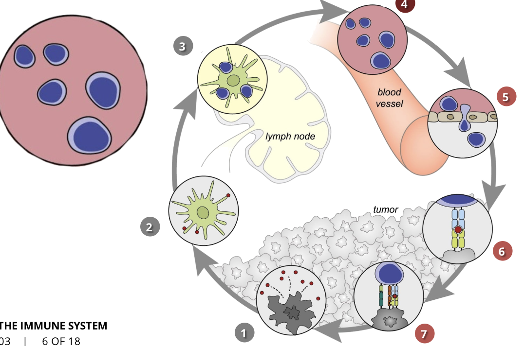 <ul><li><p>the activated T cells move through the blood vessels to the site of the tumour</p></li></ul><p></p>