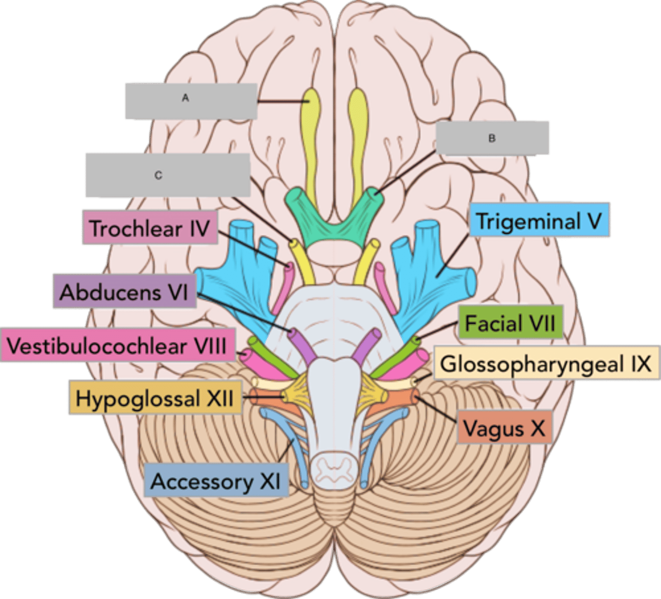 <p>Olfactory nerve</p>
