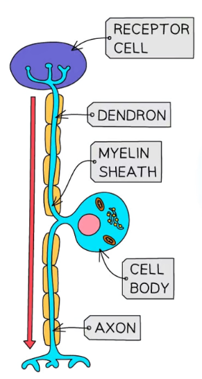 <p>What neurone is this </p>