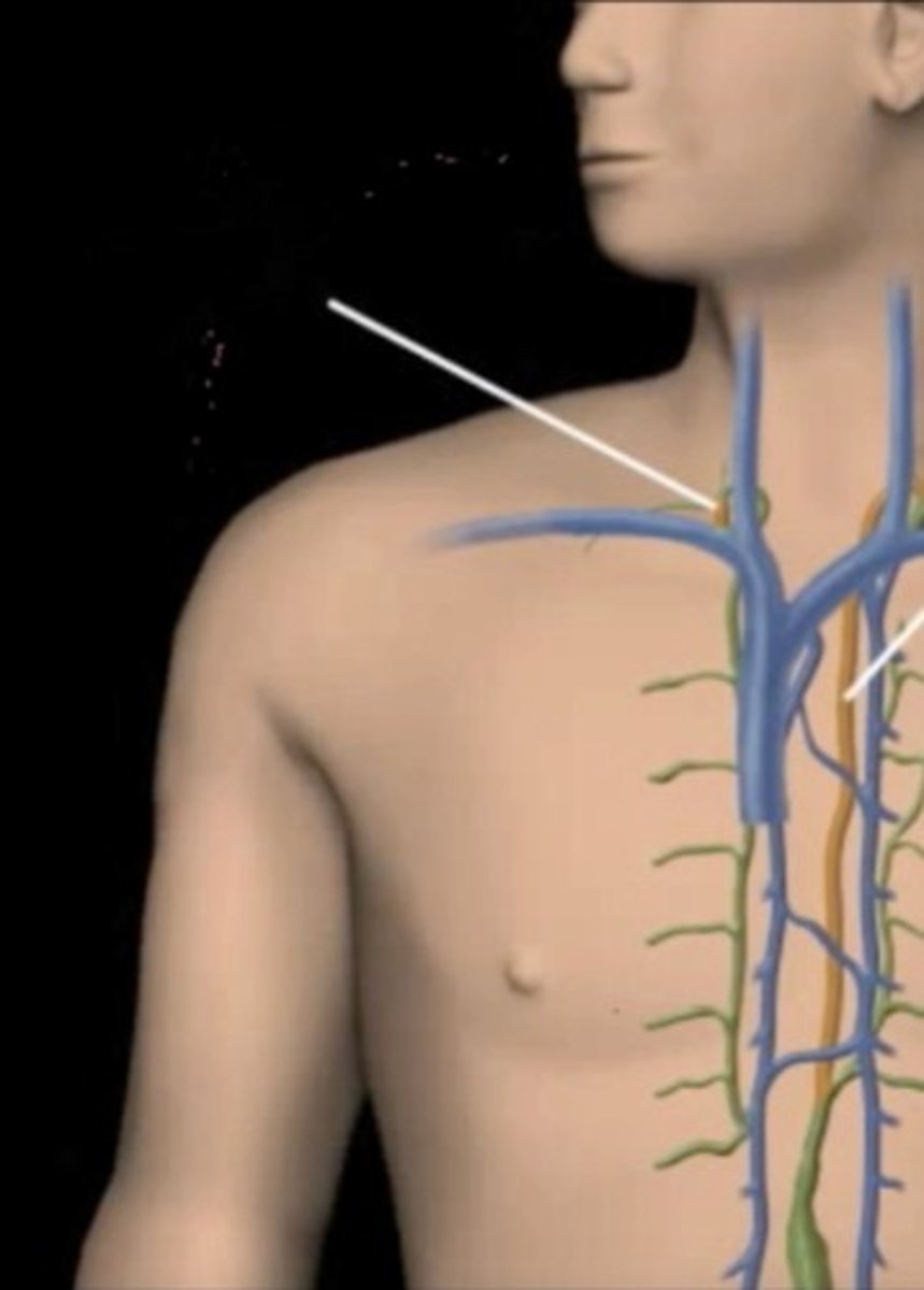 <p>Which lymphatic structure is this white line pointing to?</p>