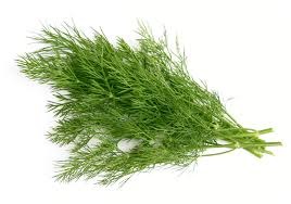 narrow stems and very small leaves that are distinguishable from other herbs. The leaves are thin and light. There are many individual leaves on the entire "branch". The stems are light green-green and the leaves are green-deep green.