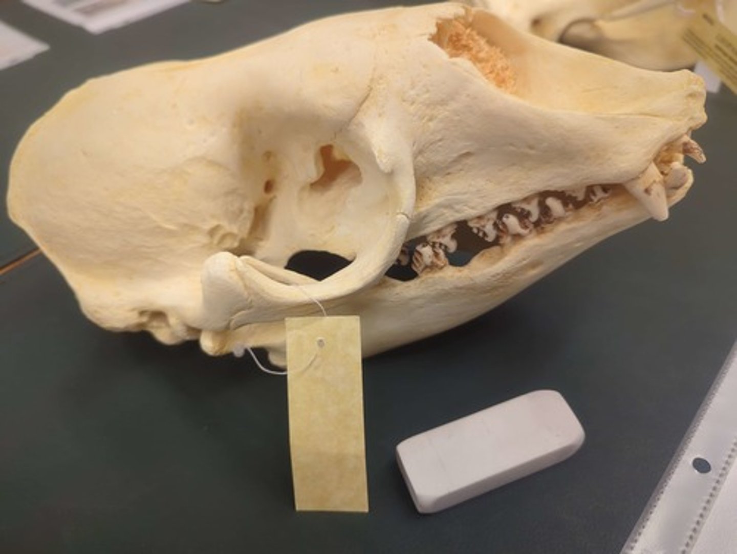 <p>What animal is this? Answer with "Skull" after animal name.</p>