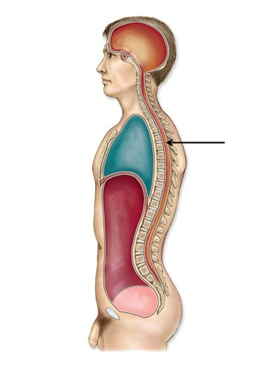 <p>formed by vertebral column and contains spinal cord</p>