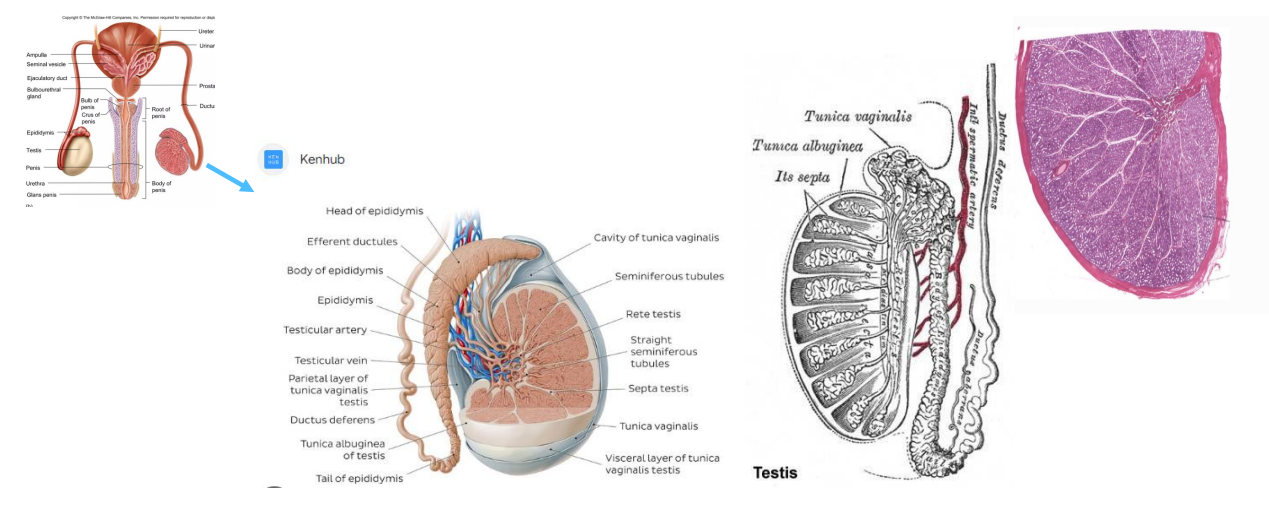 <p>Testes Diagram</p>