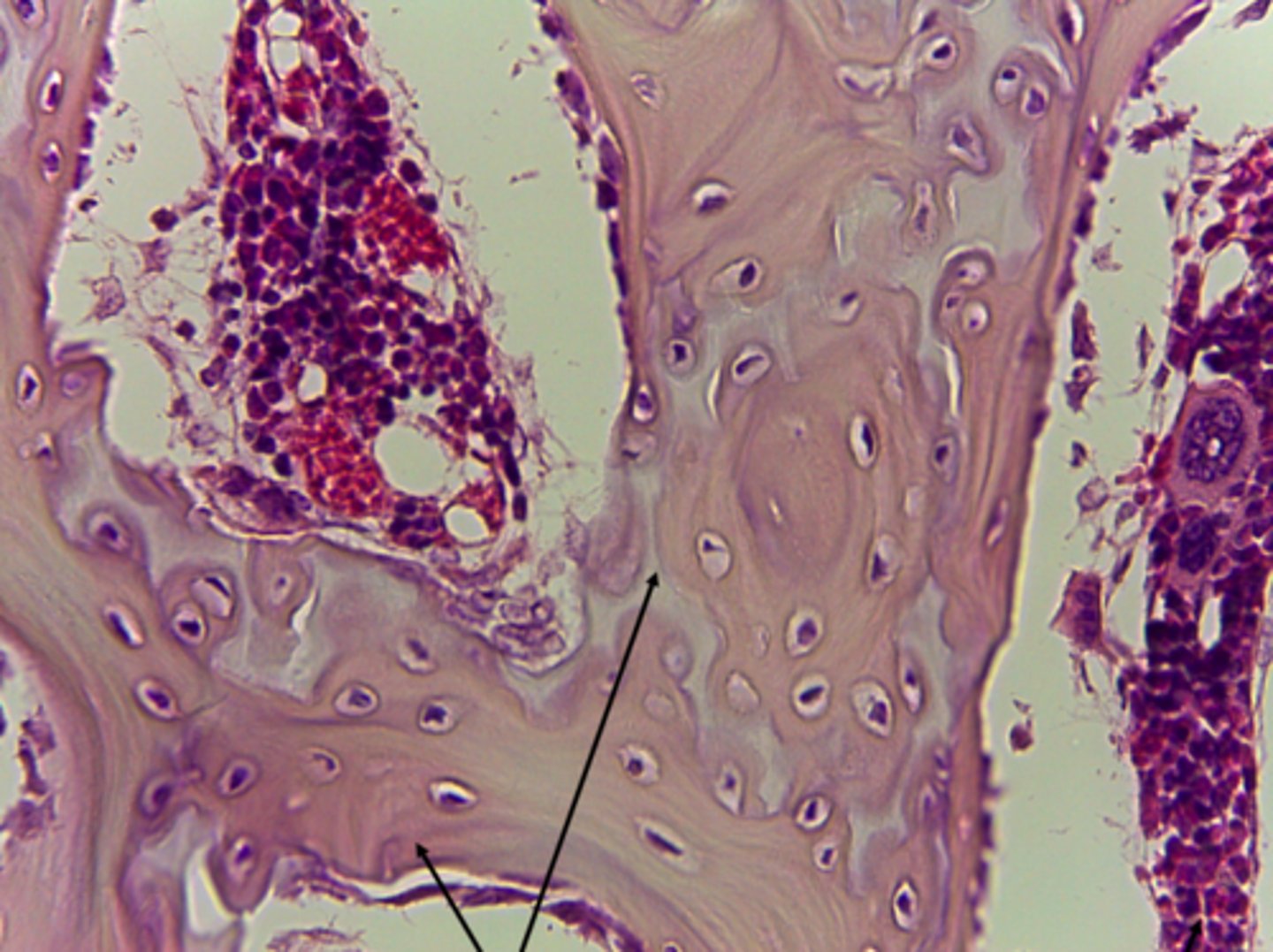 <p>What type of tissue is presented on the slide?</p>