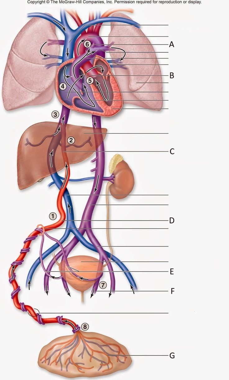 <p>umbilical veins</p>