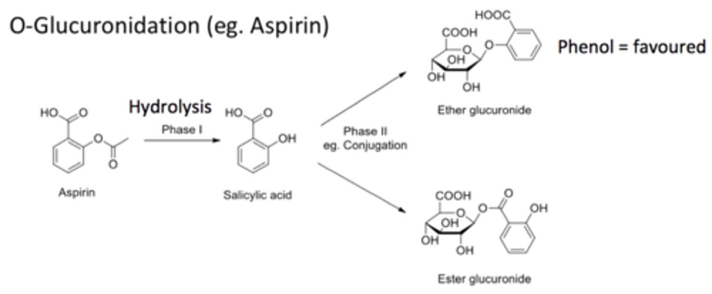 <p>MOST COMMON PATHWAY</p><p>adds gluc to phenols, COOH, and nitrogens</p>