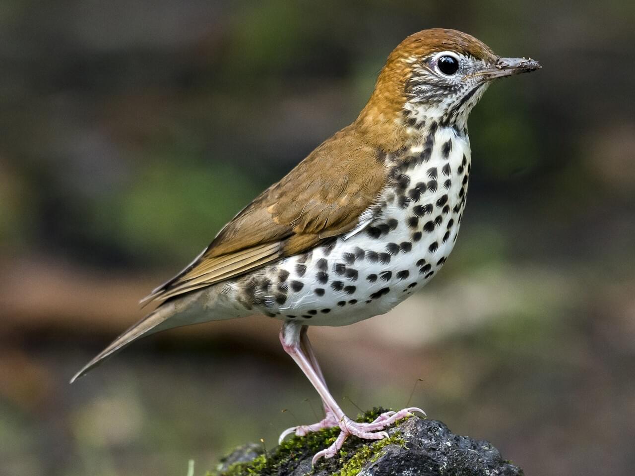 <p>Rusty-capped, spotted thrush with bold eye-ring; flute-like “ee-oh-lay”; Threatened.</p>