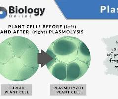 <p>Plasmolysis</p>