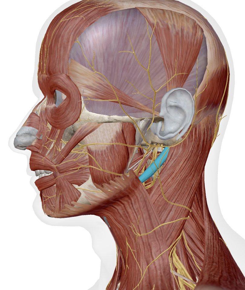 <p>Identify this muscle</p>