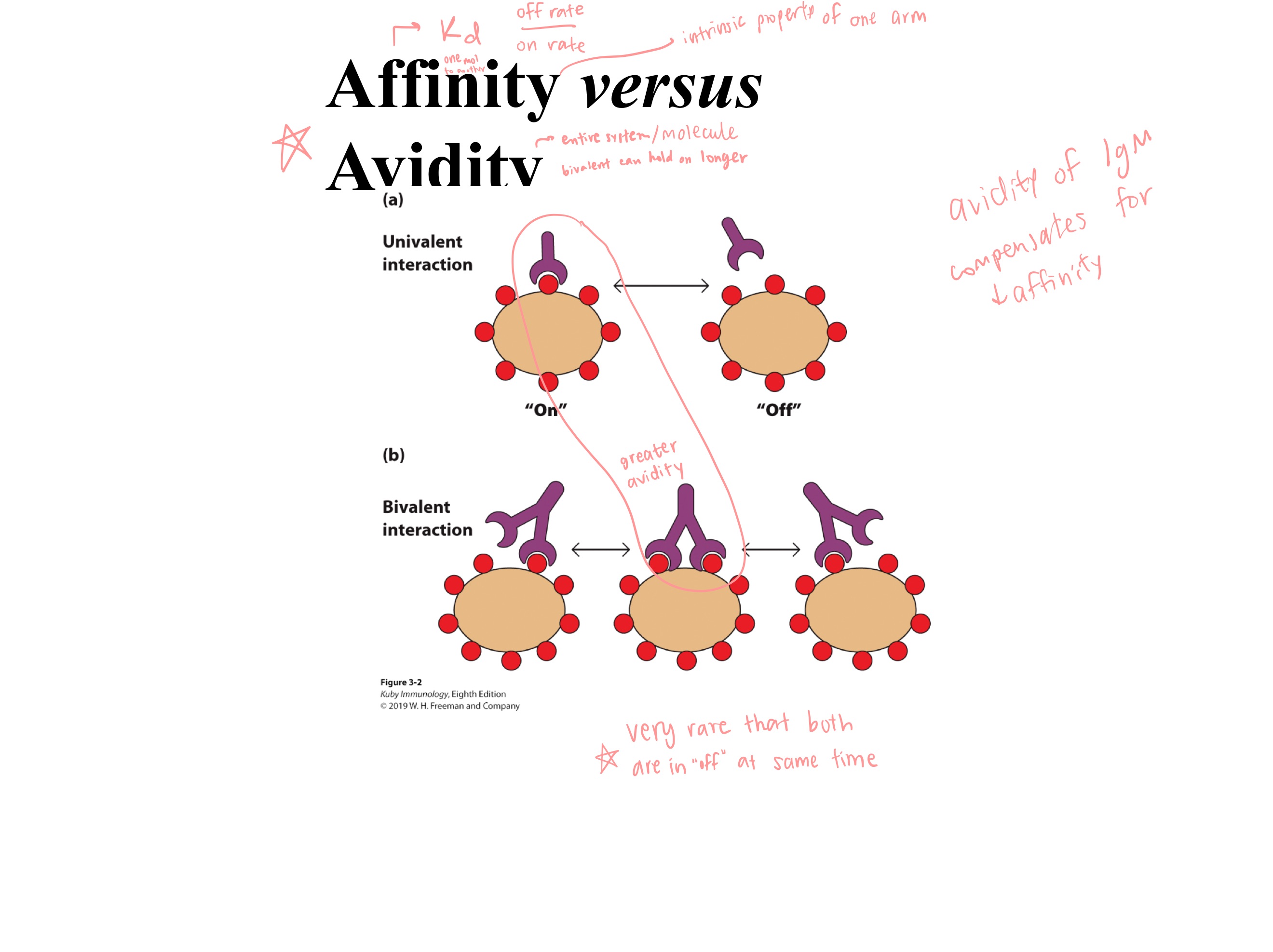<p>_ is an intrinsic property of “one arm” of antibody</p><p>_ is of the entire system/molecule</p>
