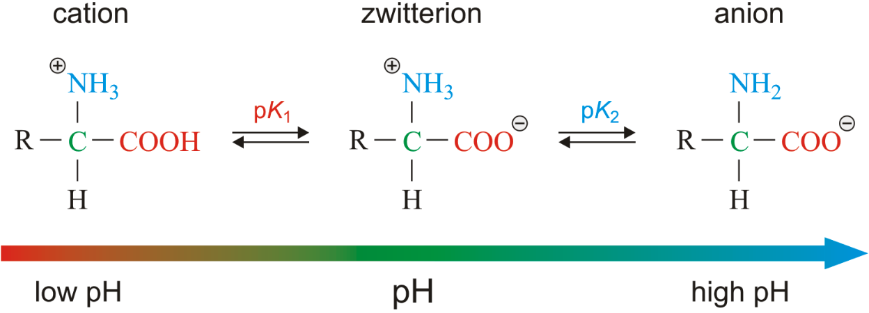 <p><strong>Zwitterion</strong> (both amino and carboxyl groups are ionized).</p>