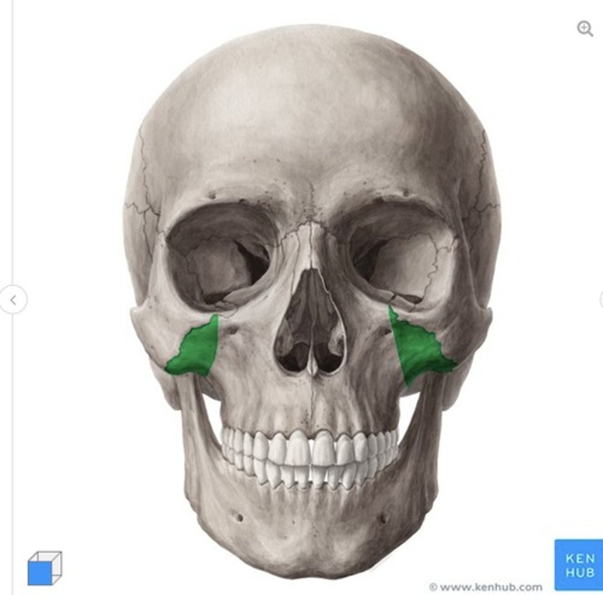 <p>what is this called and what bone is it on?</p>