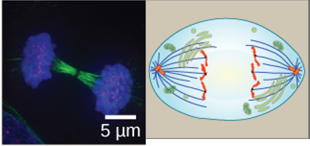 <ul><li><p>Cohesion proteins binding the sister chromatids together break down</p></li><li><p>Sister chromatids (now called chromosomes) are pulled toward opposite poles</p></li><li><p>Non-kinetochore spindle fibers lengthen, elongating the cell</p></li></ul><p></p>