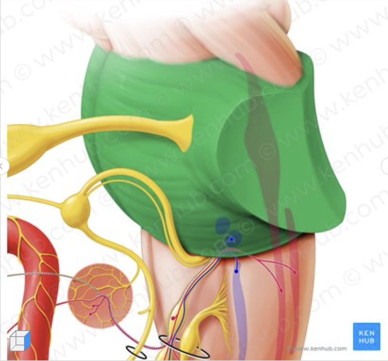 <p>what structure of the brain stem is this?</p>