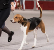 <p>Hound Group</p>