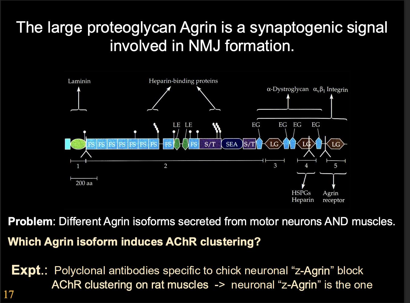 <ul><li><p>Alternively-spliced isoforms of agrin </p></li></ul><p>How found each one for synaptic formation:</p><ul><li><p><strong>antibodies</strong> for different Agrin isomers</p></li></ul><p>Results</p><ul><li><p><strong>z-Agrin</strong> were <strong>essential </strong> for synapse formation</p></li></ul><p></p>