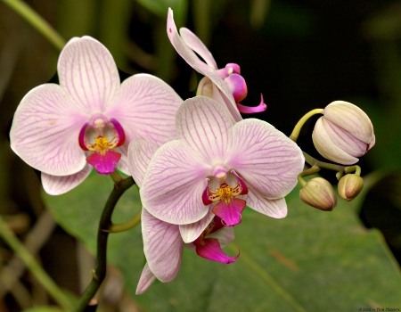 <p>Orchid family</p>