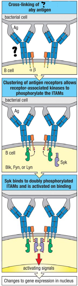 <p>membrane bound IgM on a mature naive B cells that receives an antigens and triggers B cell activation; upon binding to multiple identical epitopes, it’s crosslinked to each other and clustered together, triggering a phosphorylation cascade of signal transduction</p>