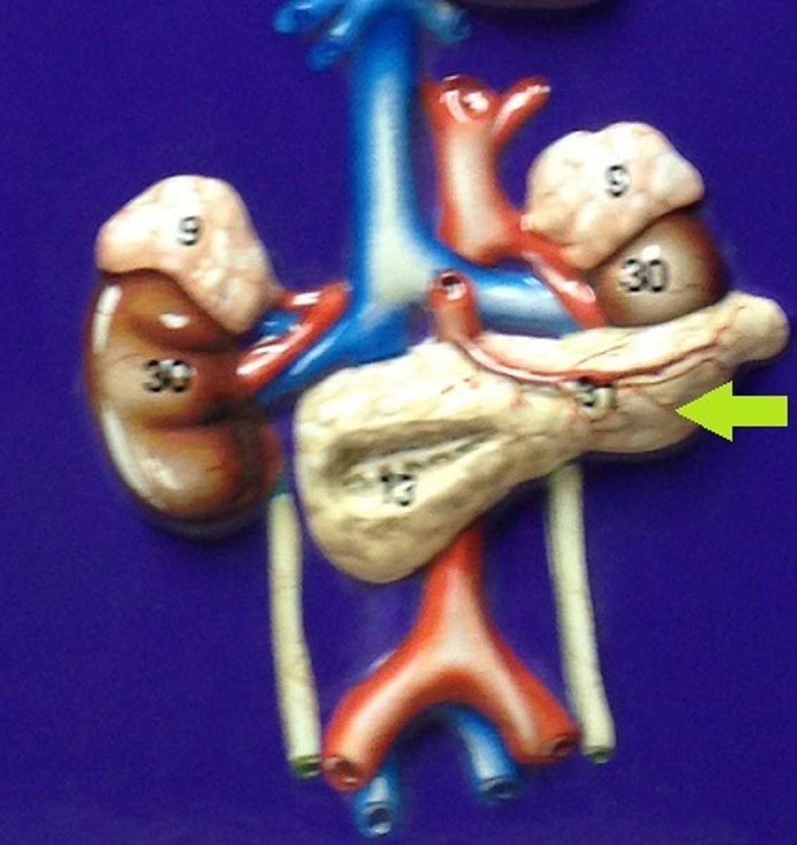 <p>Identify the gland.</p>
