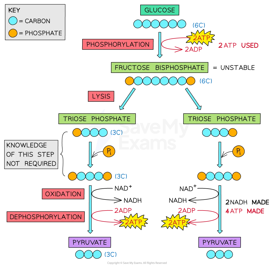 <p>process of glycolysis </p>