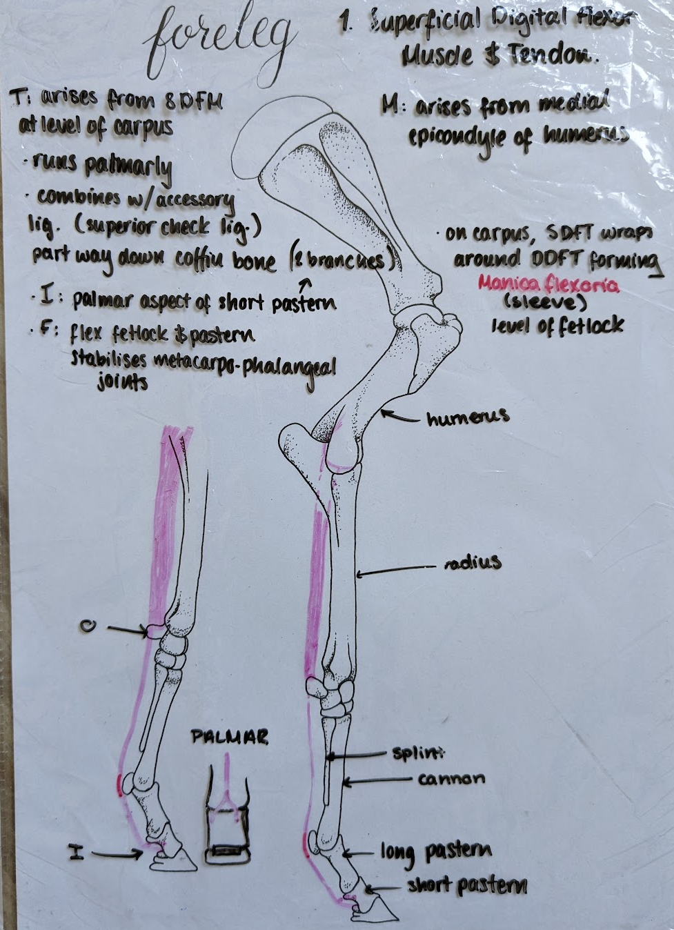 <p>Medial humeral epicondyle.</p>