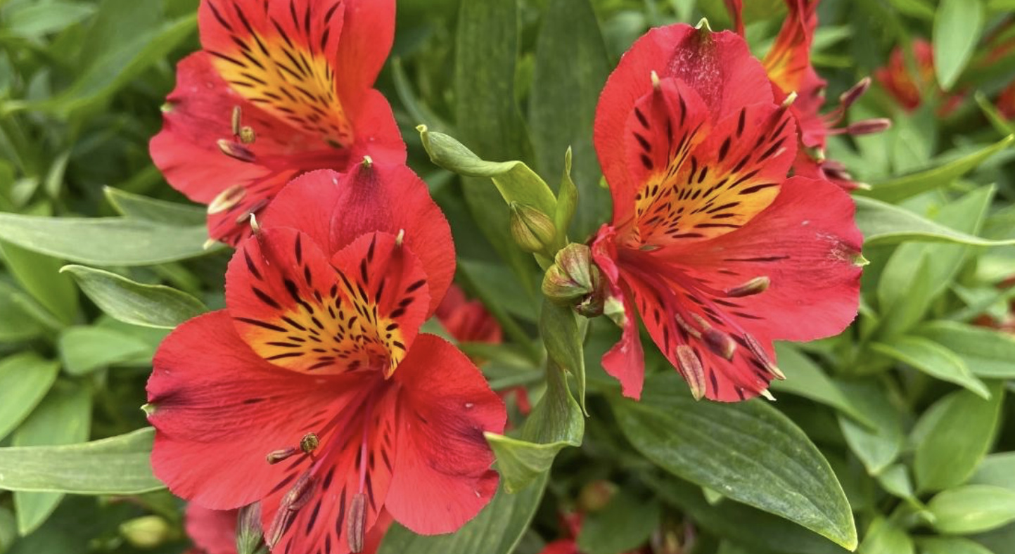 Flower 206