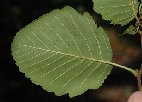 <p>Which member of the Betulaceae famly produces these leaves? </p>