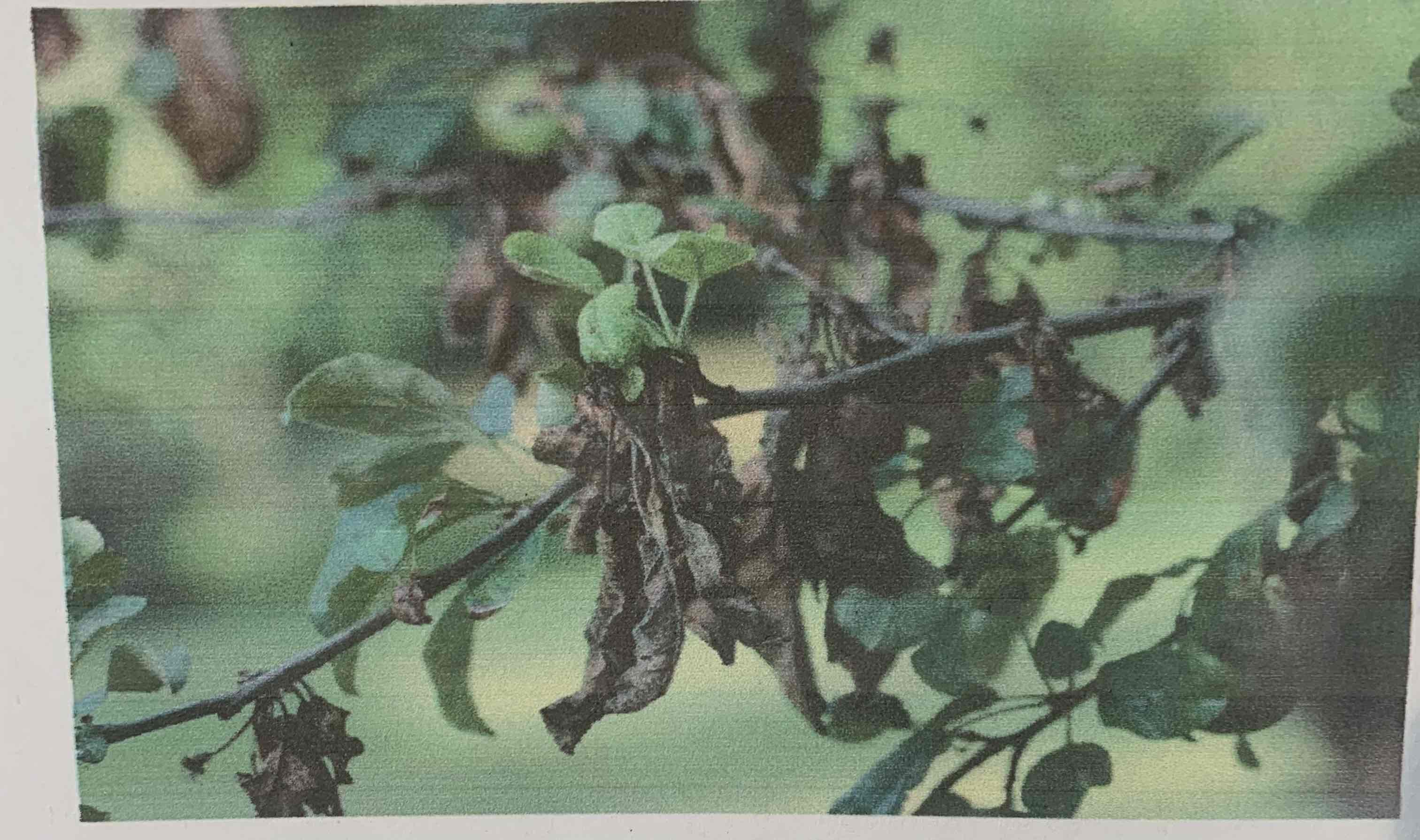 term image