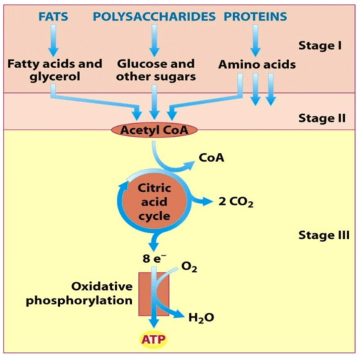 <p>Stage 1: Digestion of macromolecules into building blocks</p><p>Stage 2: Conversion of building blocks to acetyl-CoA</p><p>Stage 3: Oxidation of acetyl-CoA via citric acid cycle and oxidative phosphorylation in the ETC</p>