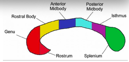 <p>sensori-motor areas </p>