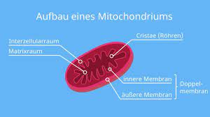 <p>zwei Membranen; eigene DNA und 70S-Ribosomen; Innenmembran gefaltet (Oberflächenvergrößerung); Funktion: Zellatmung</p>