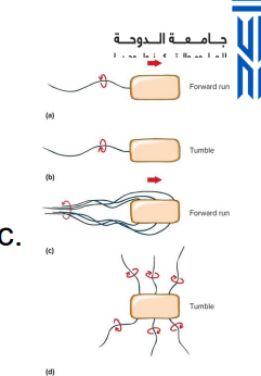 <p>flagellar movement: Flagellum <strong>rotates </strong>like a propeller</p><ul><li><p>Very rapid rotation up to 1100 revolutions/sec</p></li><li><p></p></li></ul><p></p>