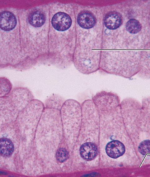 <p>What tissue type does this image depict?</p>