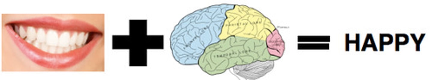 <p>Schacter &amp; Singer (1962); cognitive theory; there are bodily emotions, but we use the emotions/information to tell us how to reaction in the situation; only when we think, recognize, do we experience the emotion</p>