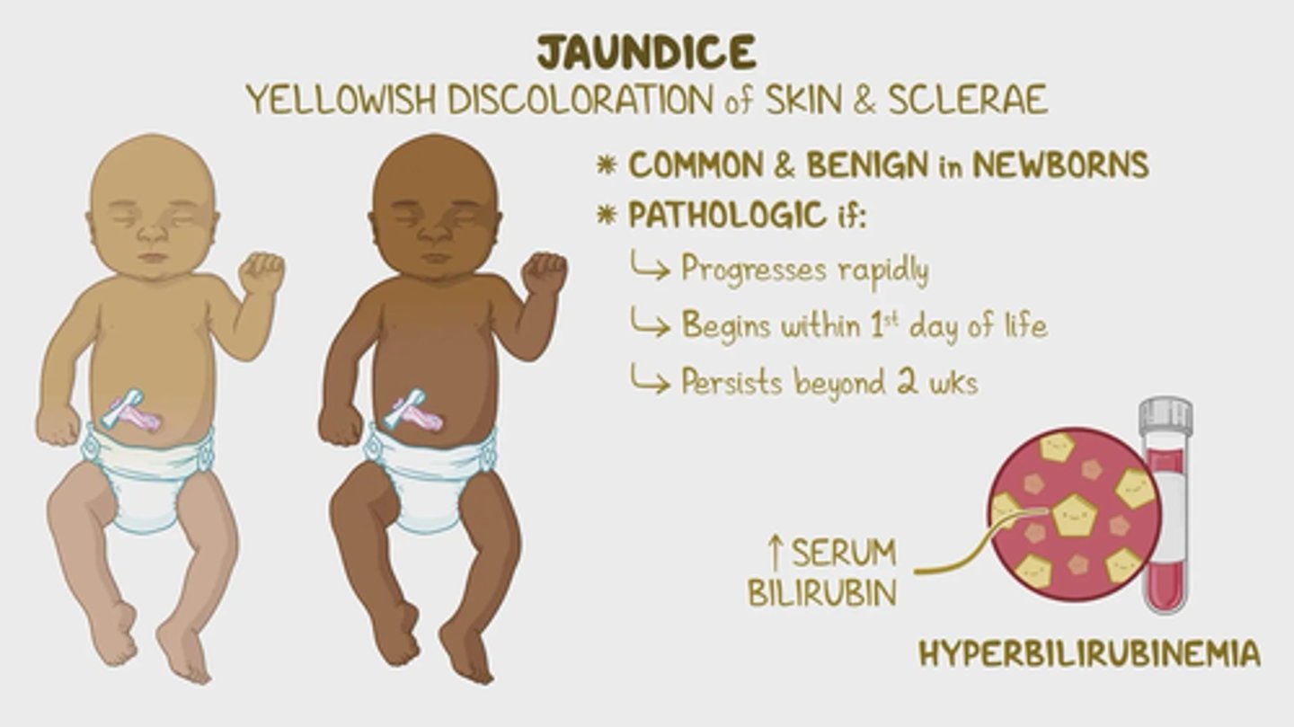 <p>Normal between 48-96 hours due to increase in RBC production and bilirubin</p>