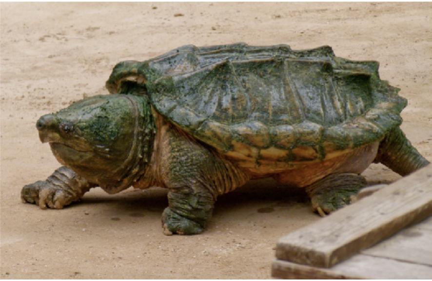 <p>Macroclemys temminckii<br>alligator snapping turtle<br>Chelydridae</p>