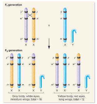 <p>Fill in the blank…</p><p>Morgan’s explanation for different proportions of recombinant offspring was that certain cross-overs were more or less common than others due to the ( ) of the two genes. The ( ) two genes were on the chromosomes, the less likely corssing-over was to occur.</p><p>He also posited that a ( ) cross-over was very uncommon.</p>