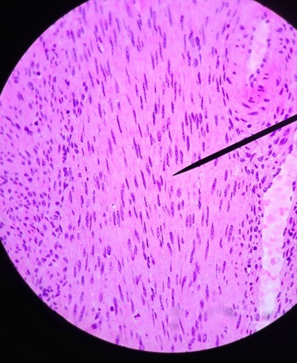 <p>Identify the tissue.</p>