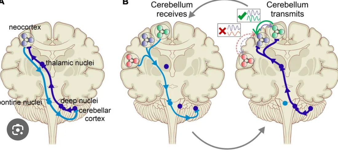<p>Cerebellorubral Tract</p>