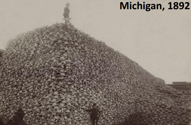 <p>Americans targeted the killing of buffalo because of how useful they were for the natives. They were used as food and shelter and without them the natives were weakened(man made extinction)</p>